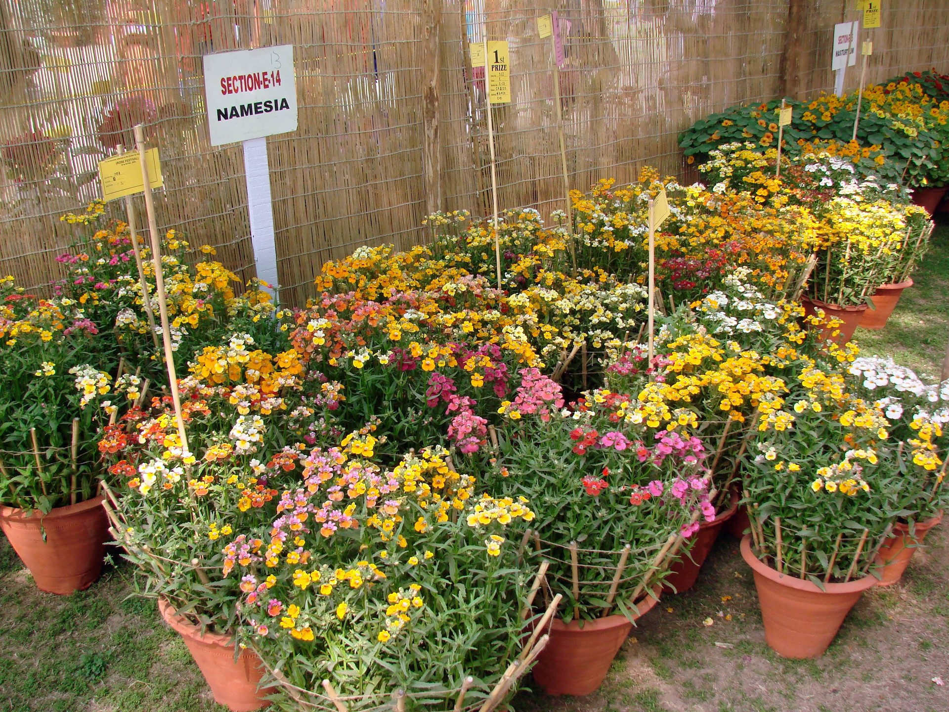 Rose Festival 2008 1 cover